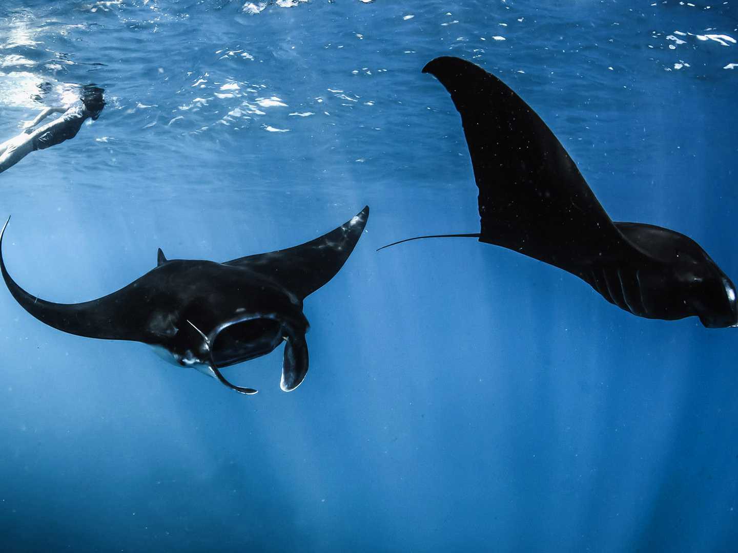 Manta Point 魟魚共遊浮潛